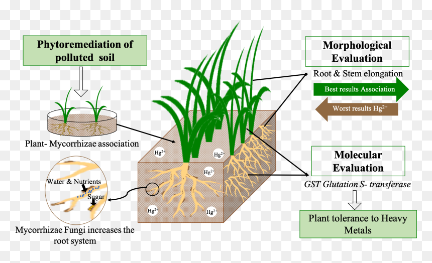 Grass, HD Png Download - ornamental grass png