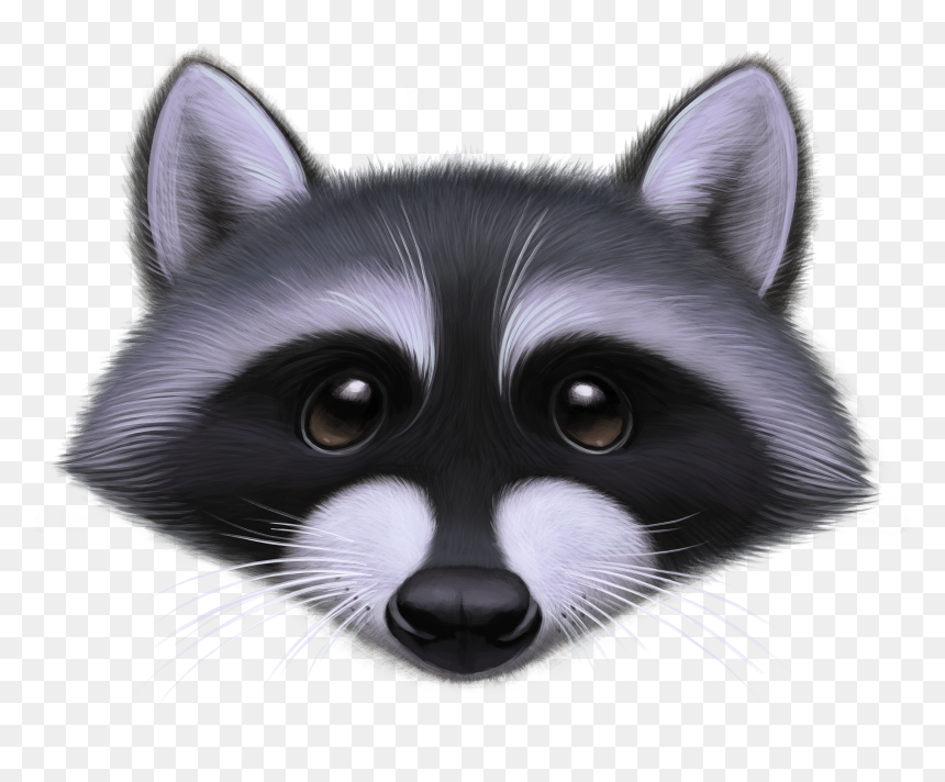 Procyon, HD Png Download - raccoon png