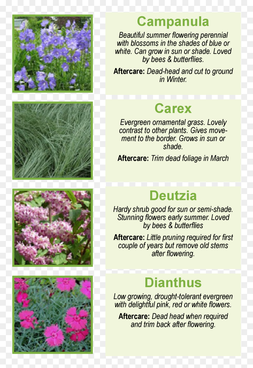Campanula Beautiful Summer Flowering Perennial With - Iris, HD Png Download - ornamental grass png