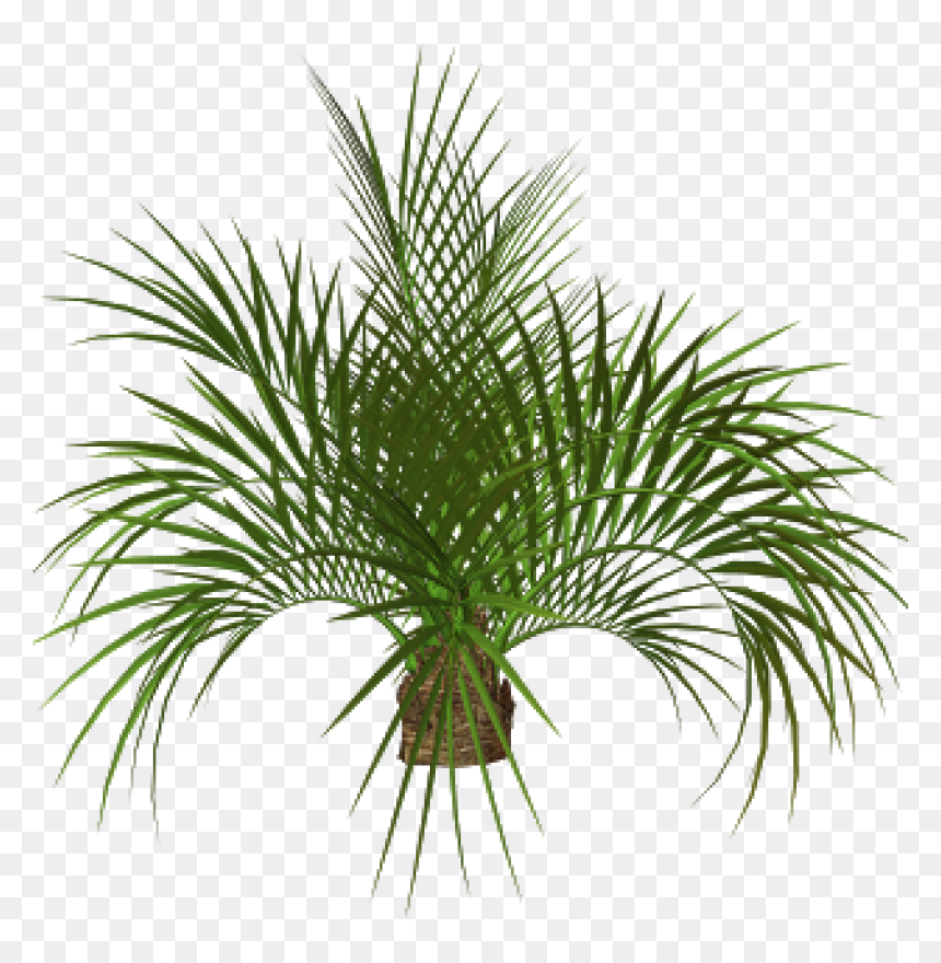 Palm Tree Plan Png - Tree Png Digital Art, Transparent Png - palms png