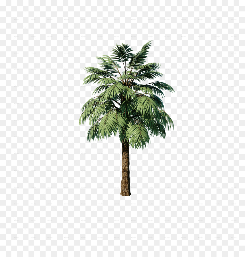 Transparent 3d Palm Tree Png - Attalea Speciosa, Png Download - palms png