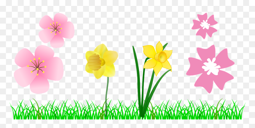 Daffodil Clip Art, HD Png Download - grass flower png
