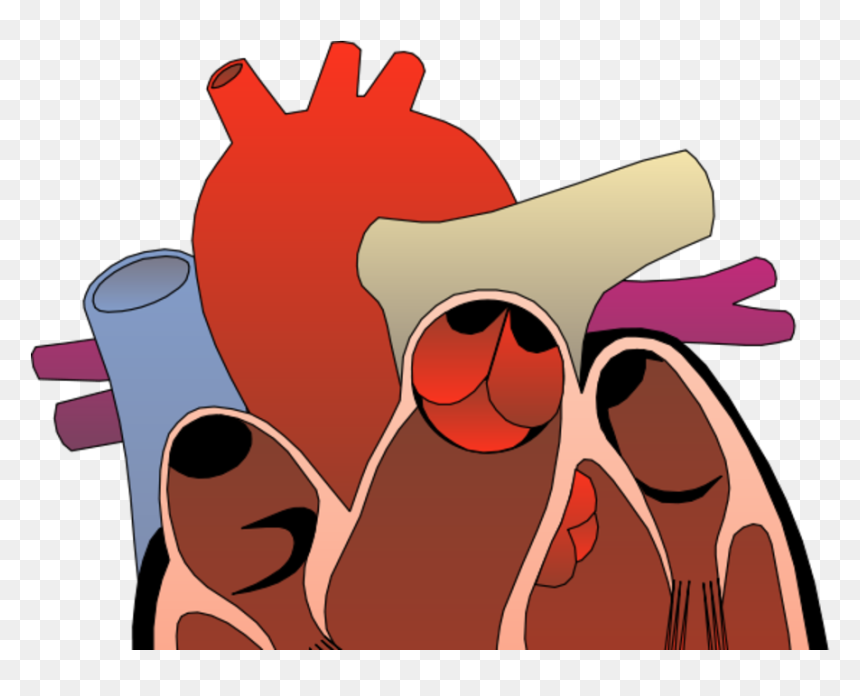 Transparent Southwest Heart Png - Look After Your Heart, Png Download - human heart png