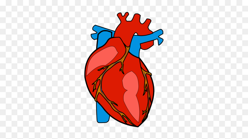 Thumb Image - Human Heart Png, Transparent Png - human heart png