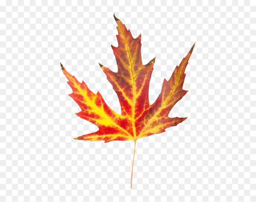 Leaves Clipart Fall Festival - Leaves That Look Like Fire, HD Png Download - fall leaf png