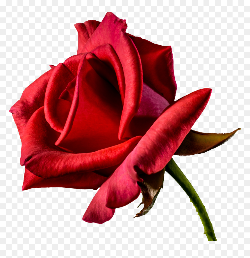 Valentine Png Images - Good Night Love Rose, Transparent Png - valentine png