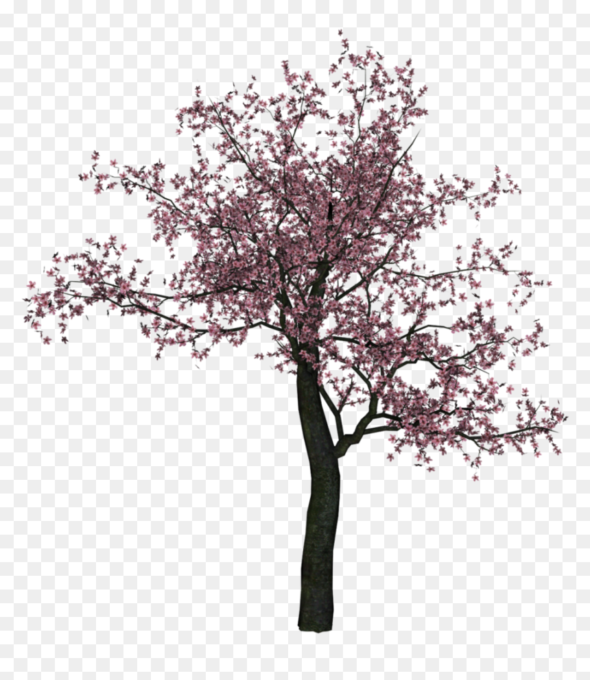 Cherry Tree Png Image - Trees Cherry Blossoms Png, Transparent Png - tree plan png