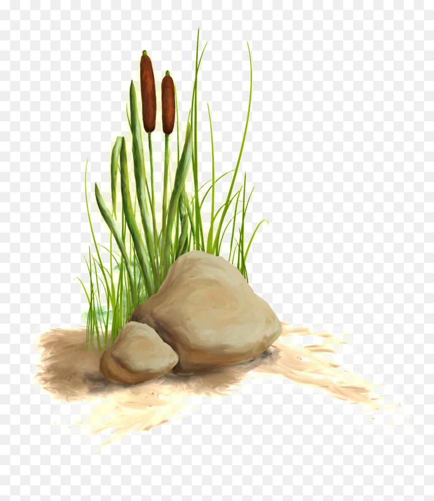 The Transparent Material Of The Flower And Grass In - Aquatic Plant, HD Png Download - grass flower png