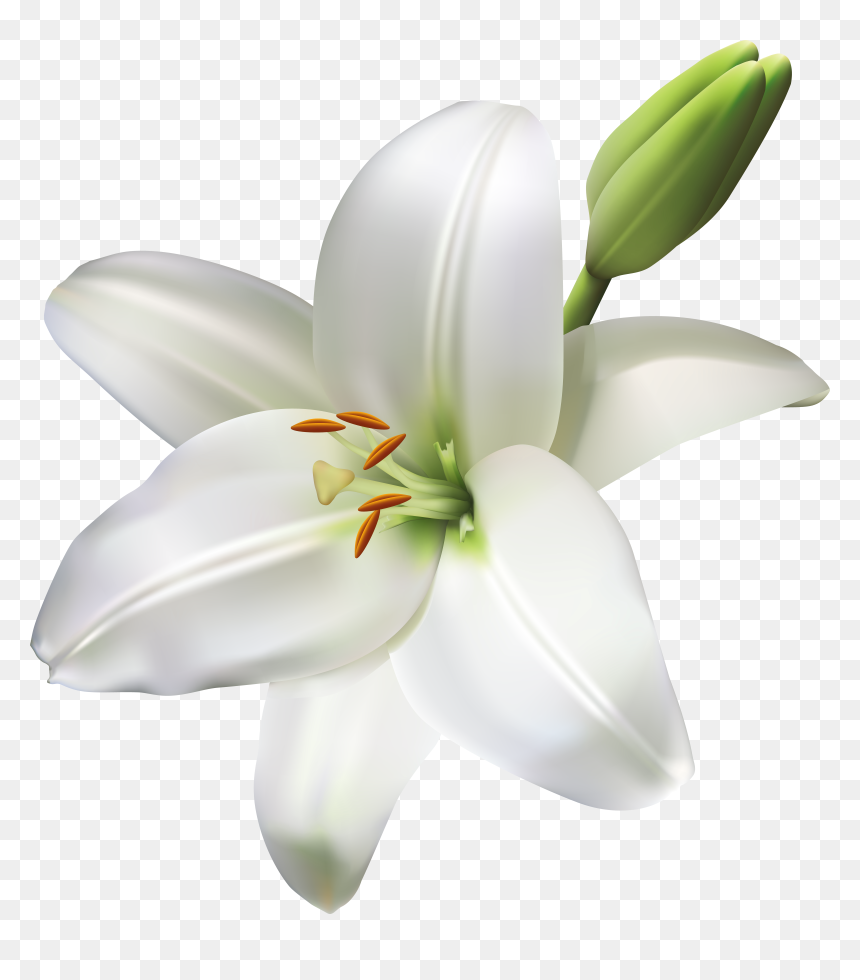 Life Clipart White Flower, HD Png Download - white flowers png