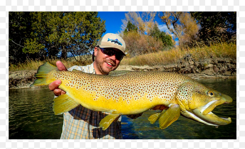 Montana Guided Fly Fishing - Coastal Cutthroat Trout, HD Png Download - fishing png