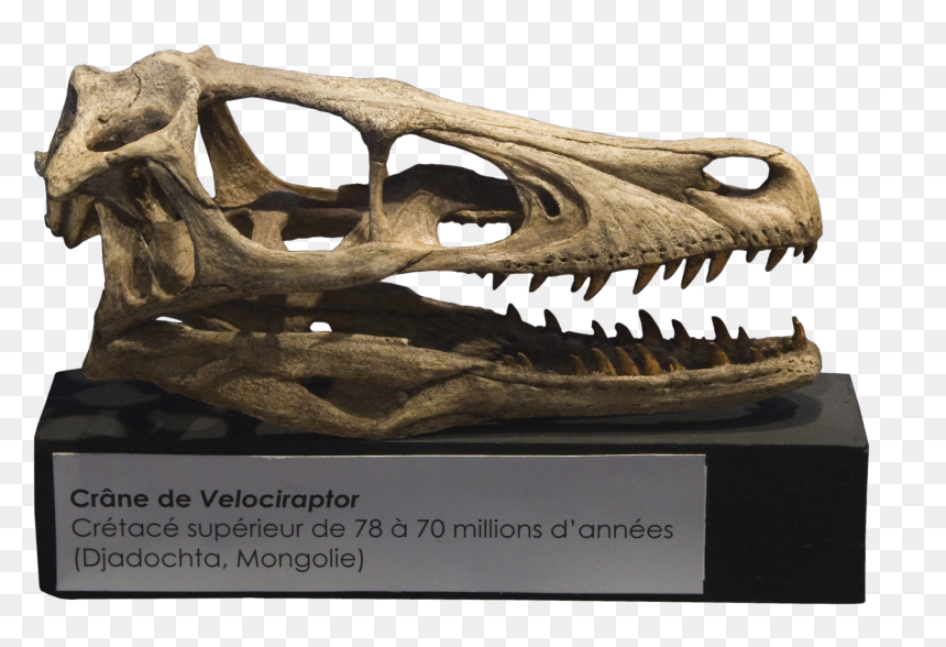Velociraptor Skull Crâne - Transparent Dinosaur Skull Png, Png Download - velociraptor png
