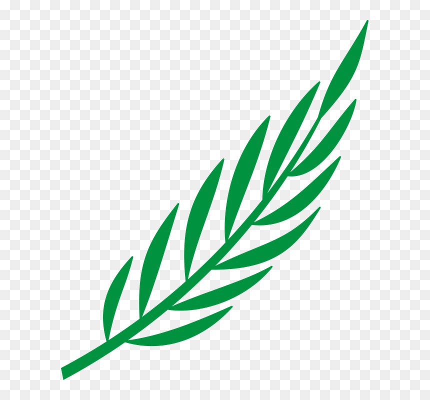 Branch Laurel Leaf - Cape Verde, HD Png Download - laurel png