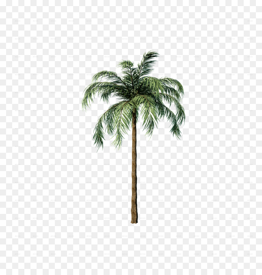 Attalea Speciosa, HD Png Download - palms png