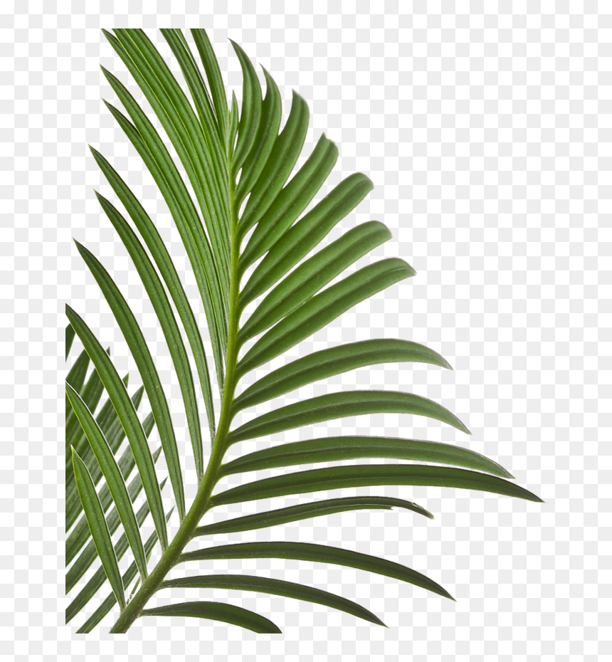 Your First Time Is Always Free - Leaves Png Isolated, Transparent Png - palm leaves png