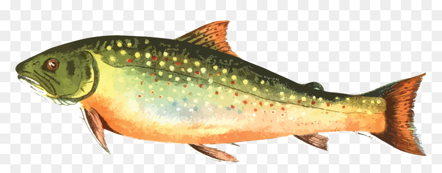 Free Clipart Of A Trout Fish - Brook Trout Clipart, HD Png Download - fishing png