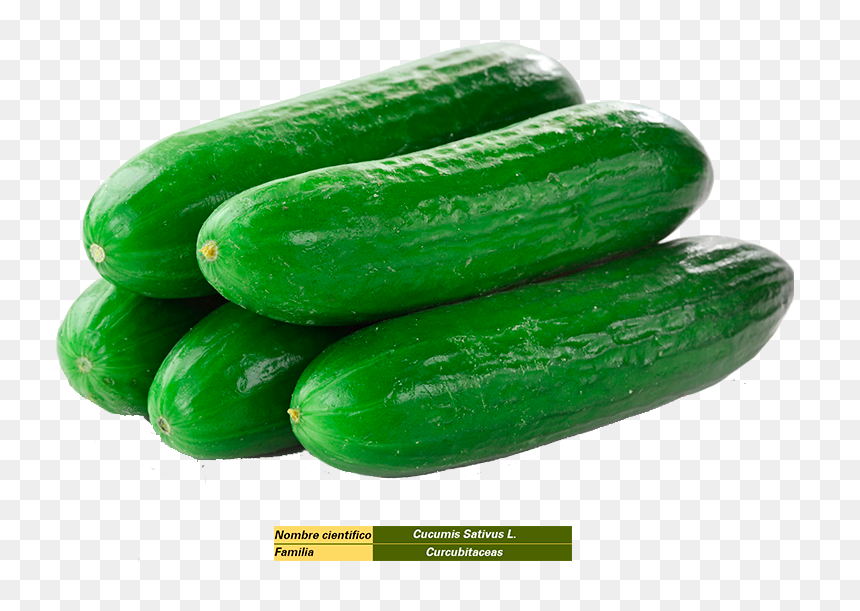 Cucumber In Saudi Arabia , Png Download - Cucumber Png, Transparent Png - cucumber png