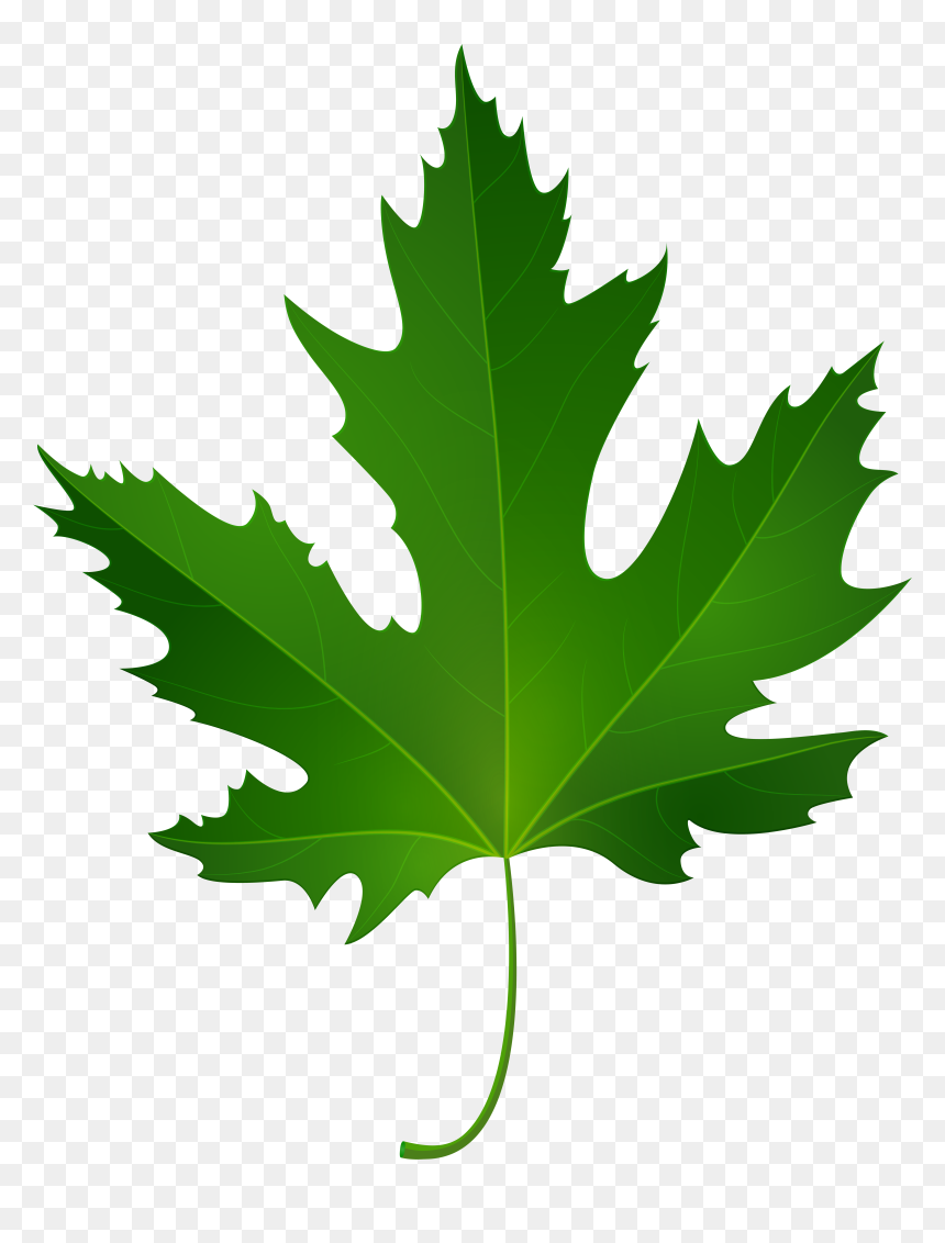 Maple Leaf Png Clip Art, Transparent Png - maple leaf png