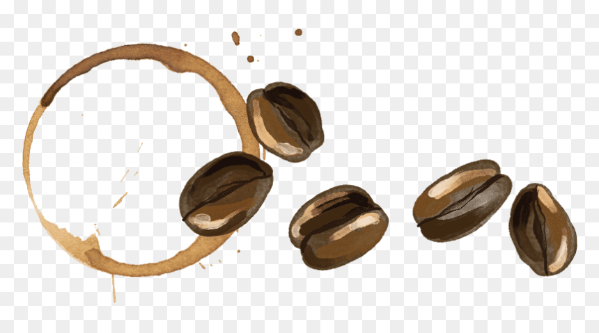 Coffee Bean Stain - White Walnut, HD Png Download - coffee stain png