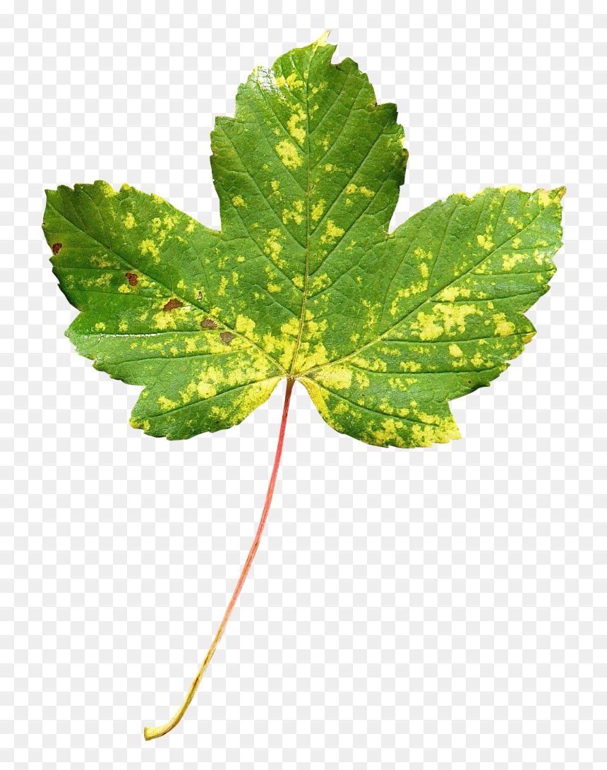 Maple Leaf Png Image - Transparent Leaf Png, Png Download - maple leaf png