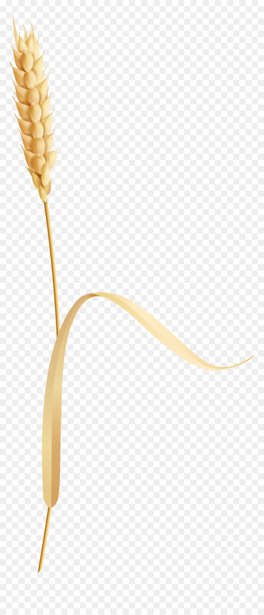 Wheatear Png Clip Art - Broomrape, Transparent Png - ear png