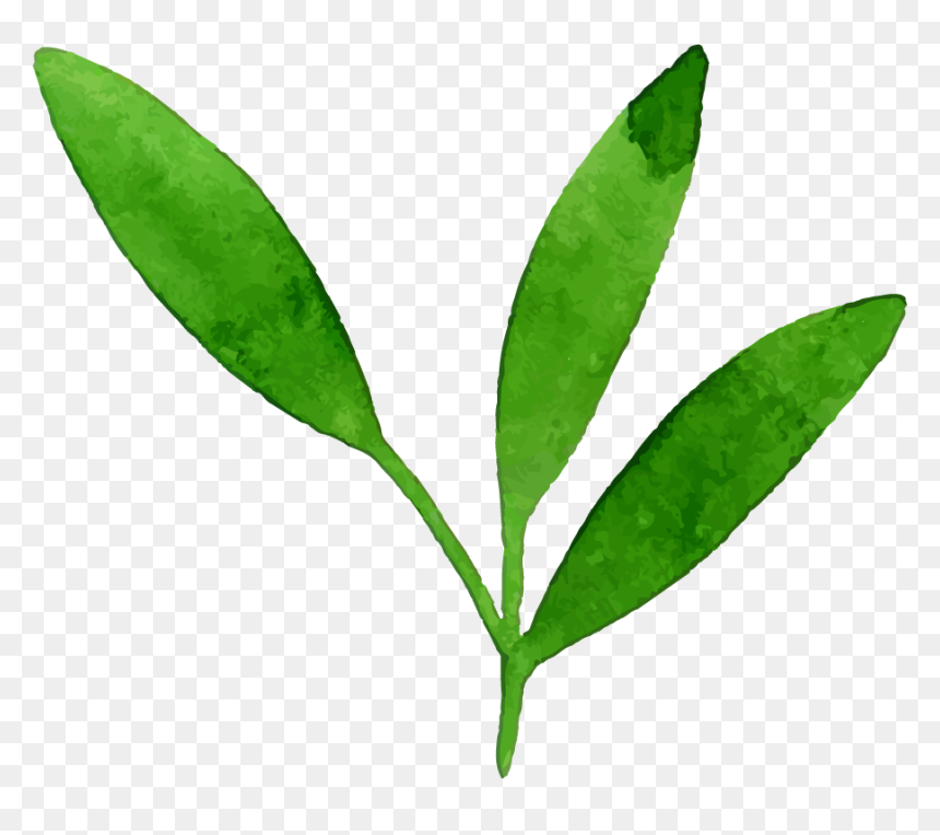 Bay Laurel, HD Png Download - tropical leaves png