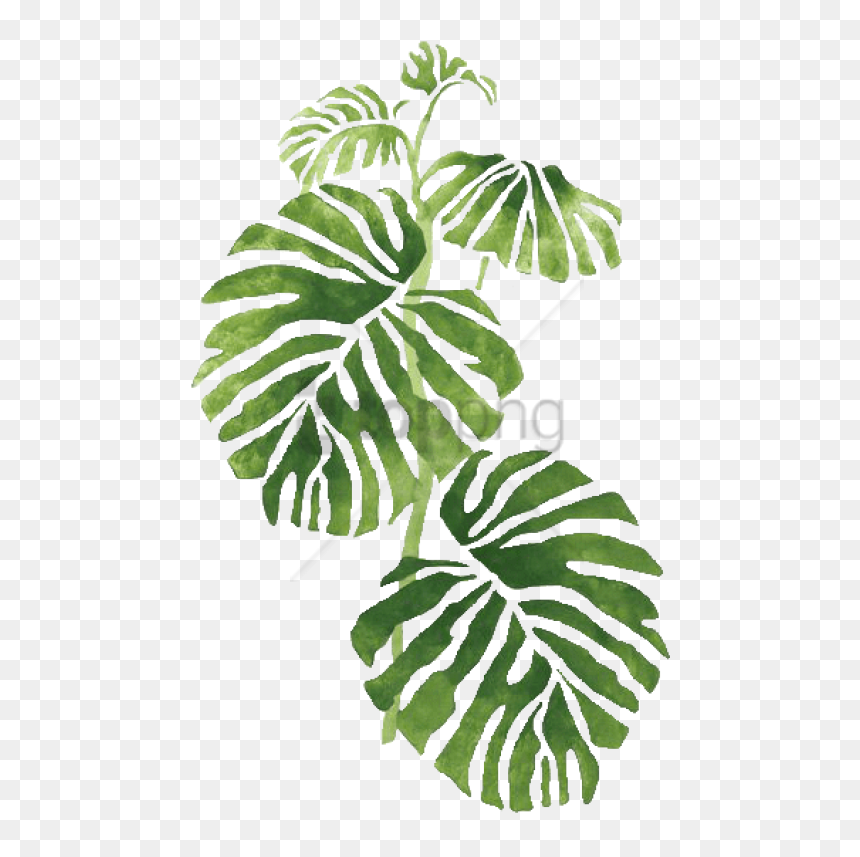Free Png Transparent Tropical Png Image With Transparent - Geraamte Plant, Png Download - tropical png