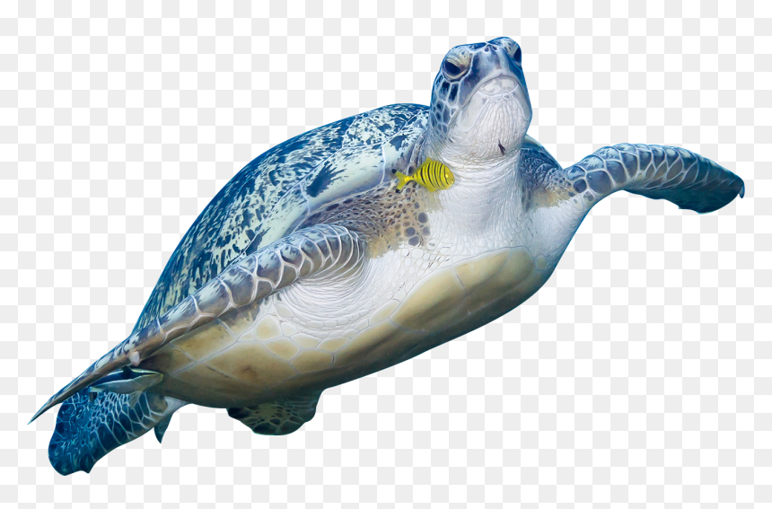 Green Sea Turtle Animal - Sea Turtle, HD Png Download - sea turtle png