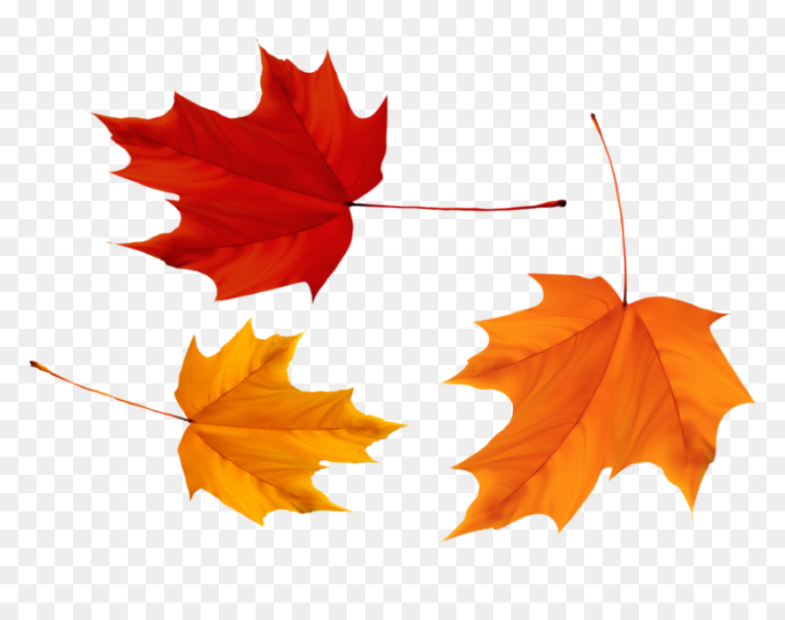 Red And Yellow Maple Leaves - Three Maple Leaves, HD Png Download - maple leaf png