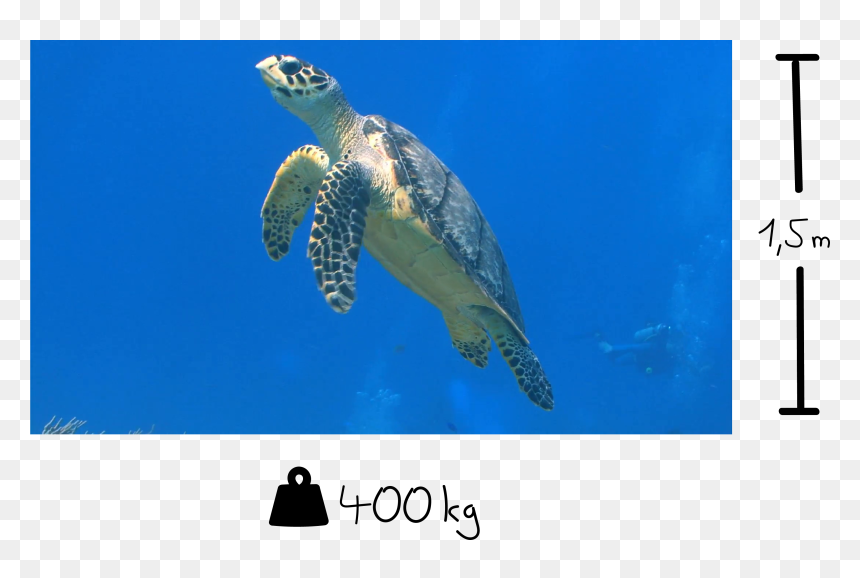 Some Selected Facts About Sea Turtles - Hawksbill Sea Turtle, HD Png Download - sea turtle png