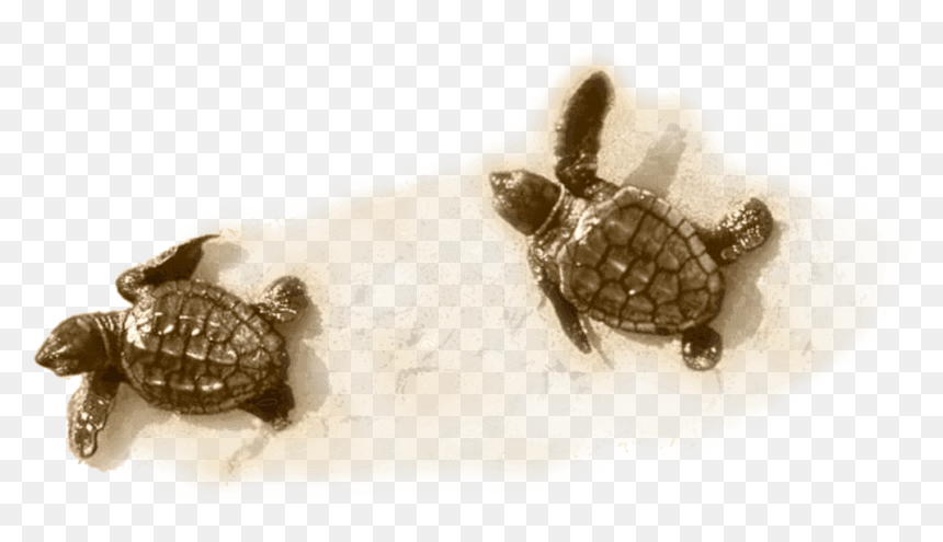 Little Turtle On Sand - Kemp's Ridley Sea Turtle, HD Png Download - sea turtle png