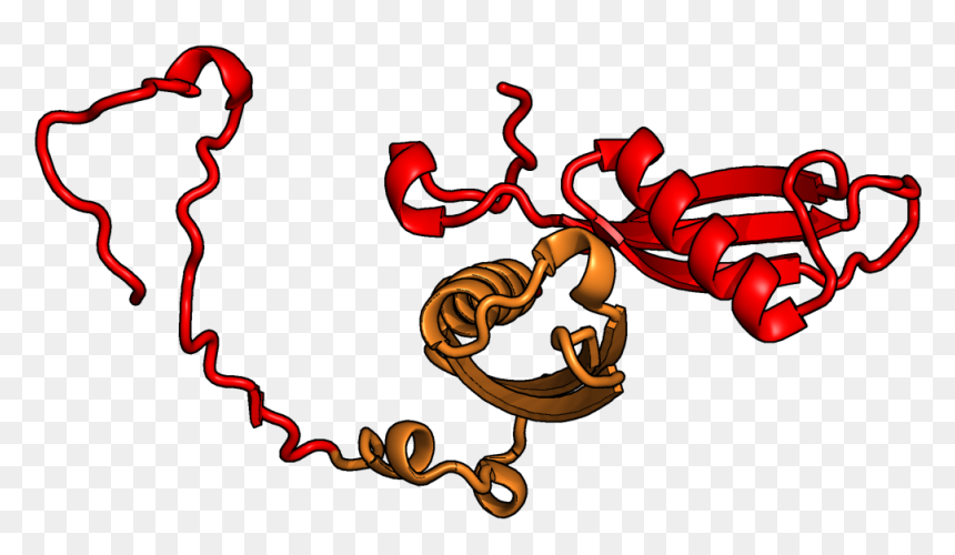 File - Rpl18a - Illustration, HD Png Download - raksha bandhan png