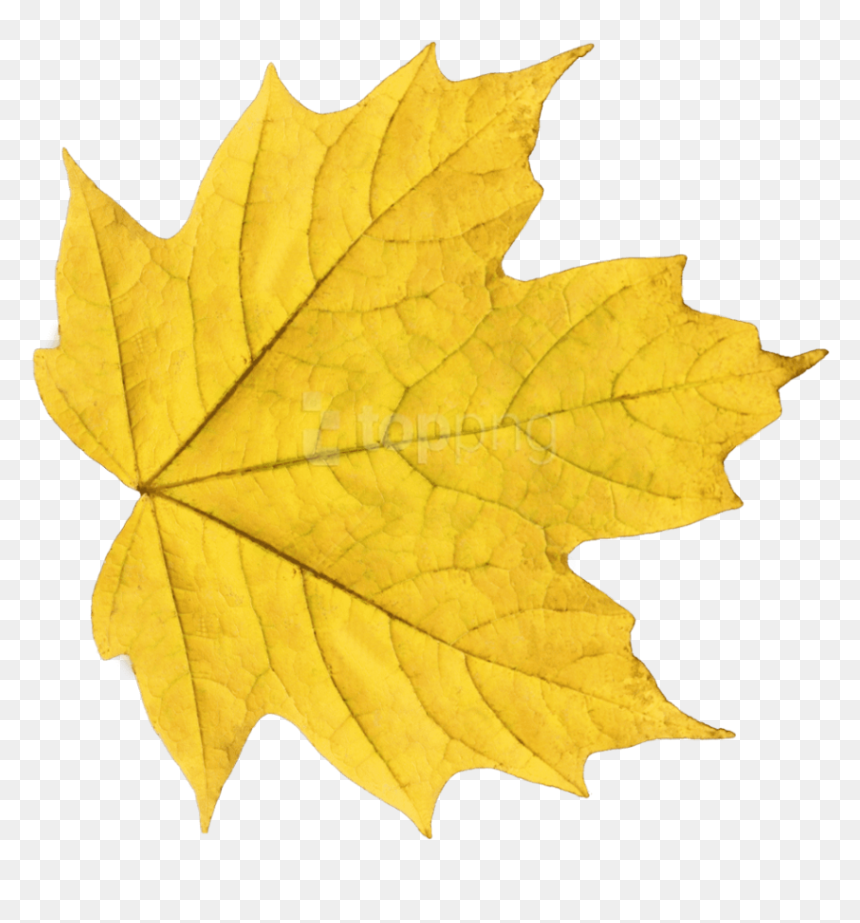 Free Png Download Autumn Leaves Clipart Png Photo Png - Yellow Leaf Png, Transparent Png - falling leaves png