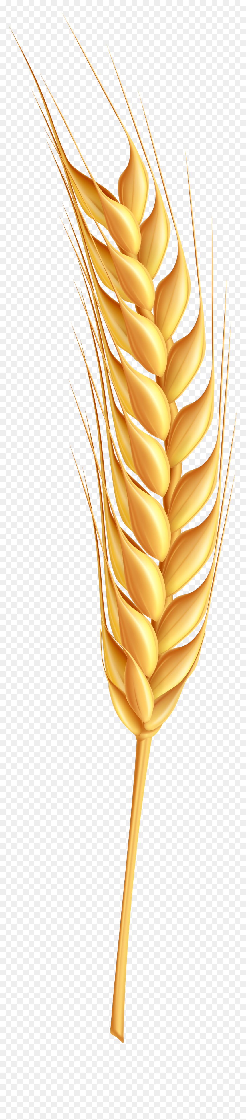 Wheat Ear Clipart - France, HD Png Download - ear png