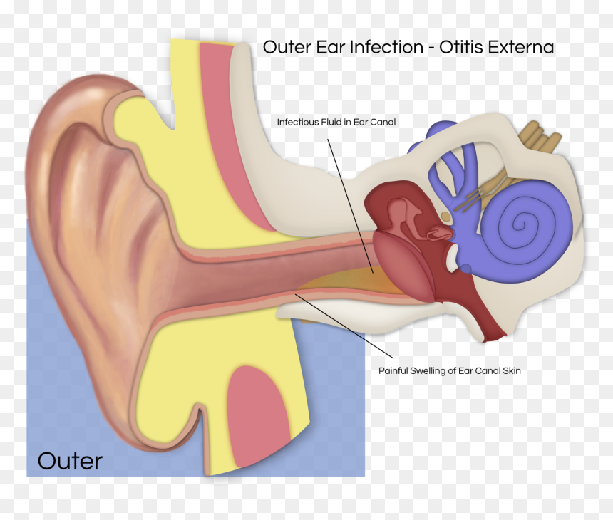 Swallowing Ear Pain, HD Png Download - ear png
