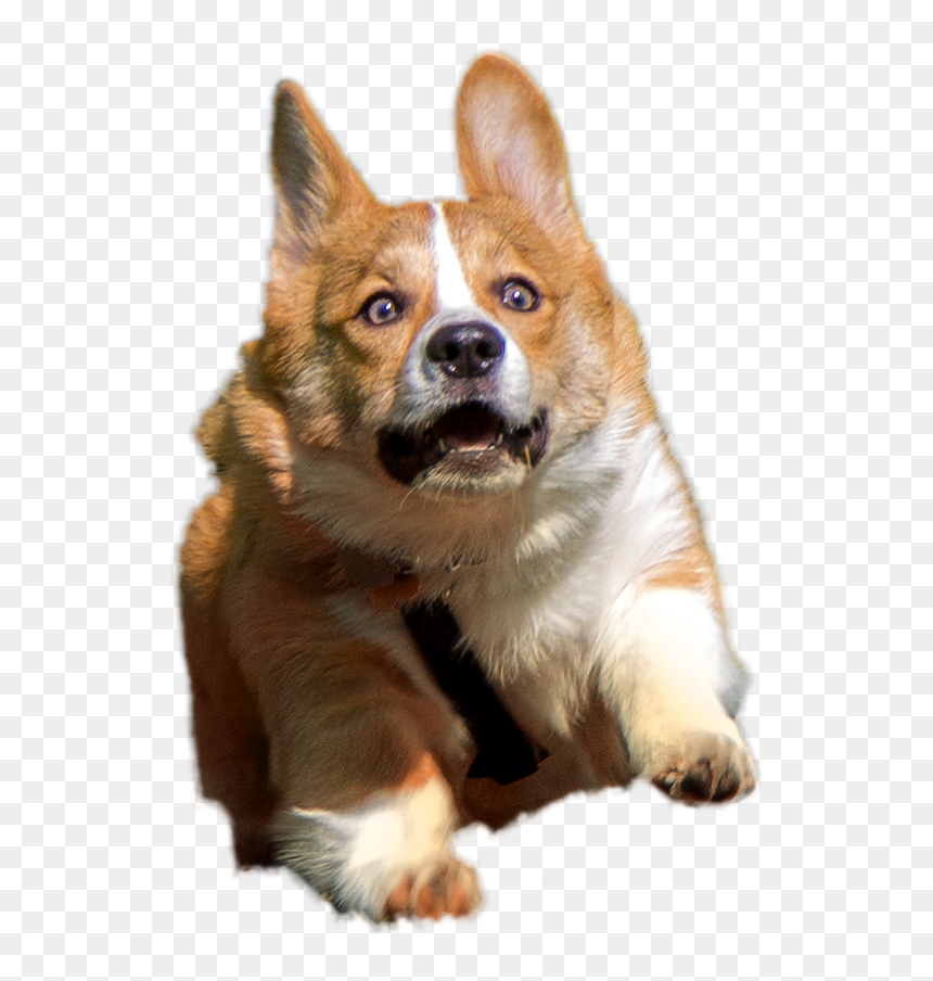 Corgis Pinterest And - Corgi Png, Transparent Png - corgi png