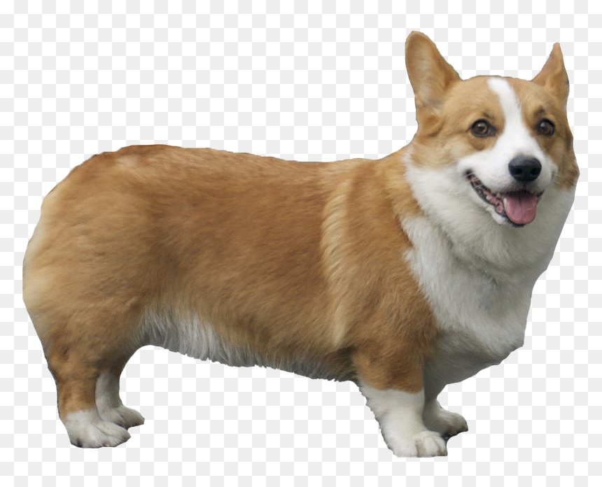 Corgi Png Pic - Corgi Png, Transparent Png - corgi png