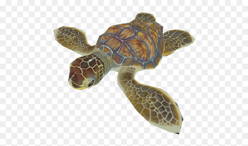 Pc / Computer - Turtle Hatchling In Transparent, HD Png Download - sea turtle png