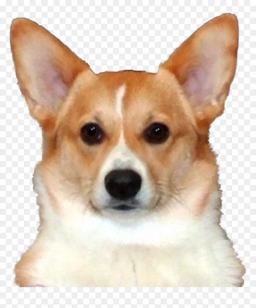 Transparent Sidebar Corgi - Clear Background Transparent Corgi, HD Png Download - corgi png