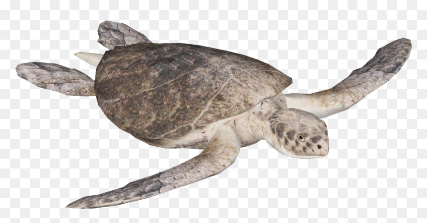 Kemp"s Ridley Sea Turtle , Png Download - Kemp's Ridley Sea Turtle Png, Transparent Png - sea turtle png