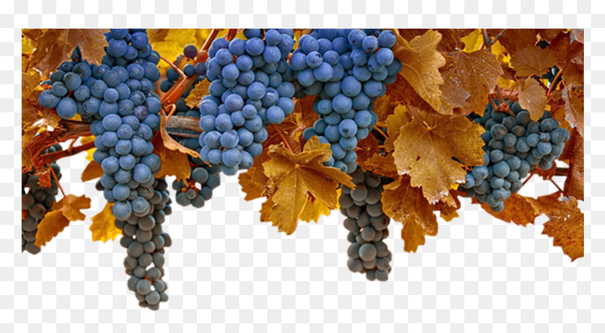 Grape , Png Download - Grapes Autumn, Transparent Png - grape png