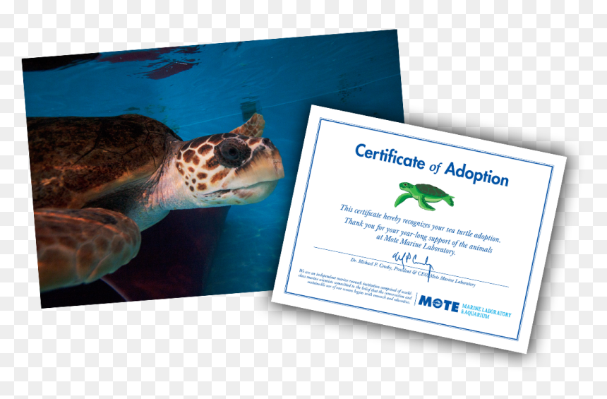 Items Included In E-pal Package - Sea Turtle Adoption Certificate, HD Png Download - sea turtle png
