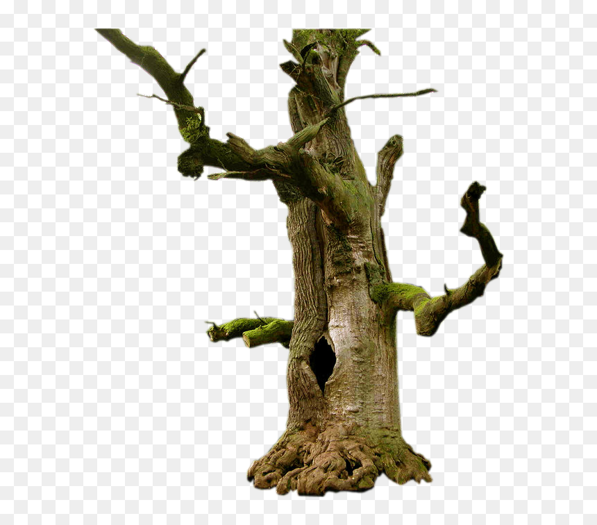 Thumb Image - Old Tree Png, Transparent Png - tree roots png