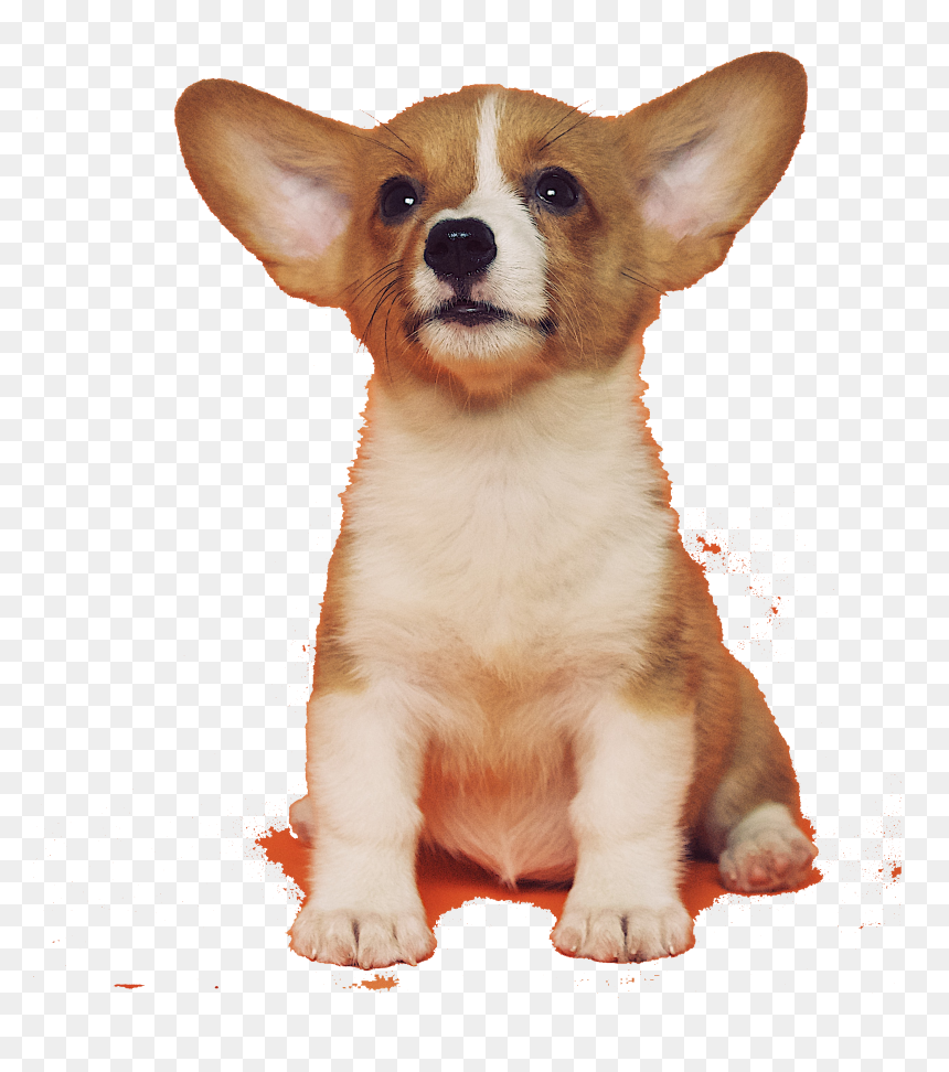 Dog, HD Png Download - corgi png