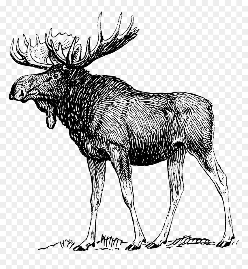 Moose Black And White, HD Png Download - reindeer antlers png