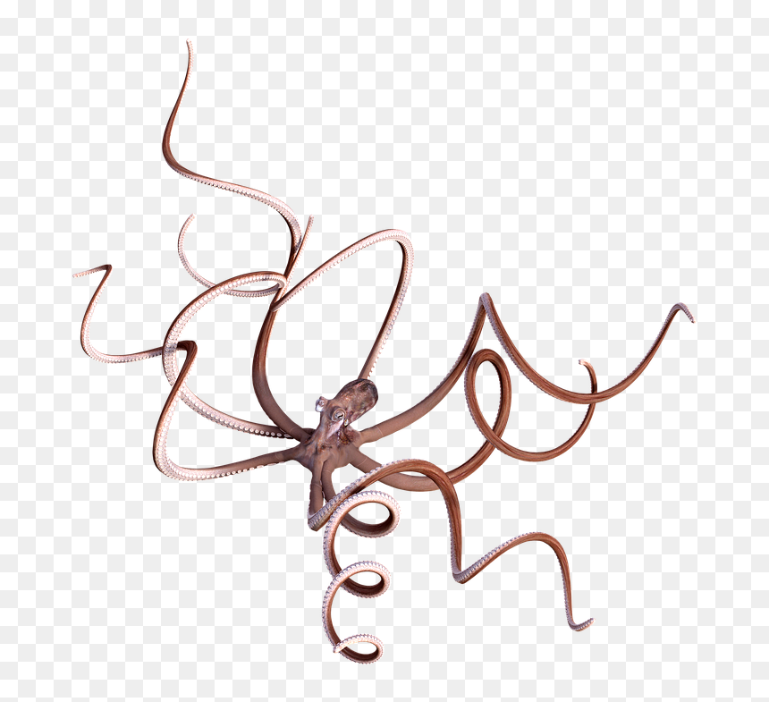 Insect, HD Png Download - tentacle png