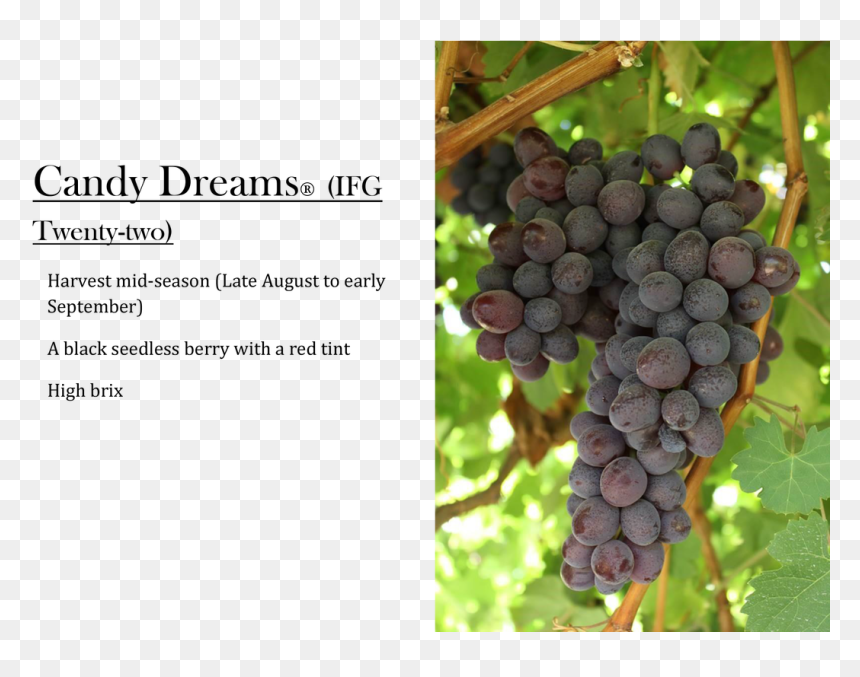 Candy Dreams Grapes - Seedless Fruit, HD Png Download - grape png