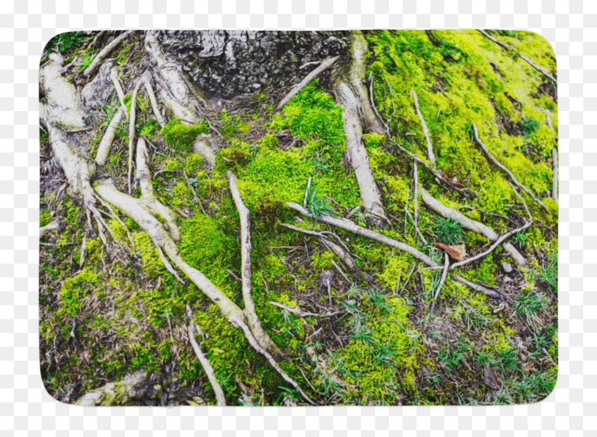 Grass, HD Png Download - tree roots png