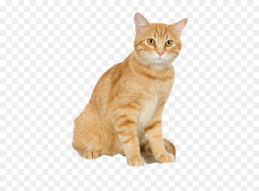 Cats Png Free Pic - Cross Stitch Patterns For Cats, Transparent Png - cats png
