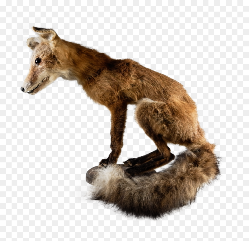 Fox Pearched On Wood Plank , Png Download - Red Fox, Transparent Png - wood plank png