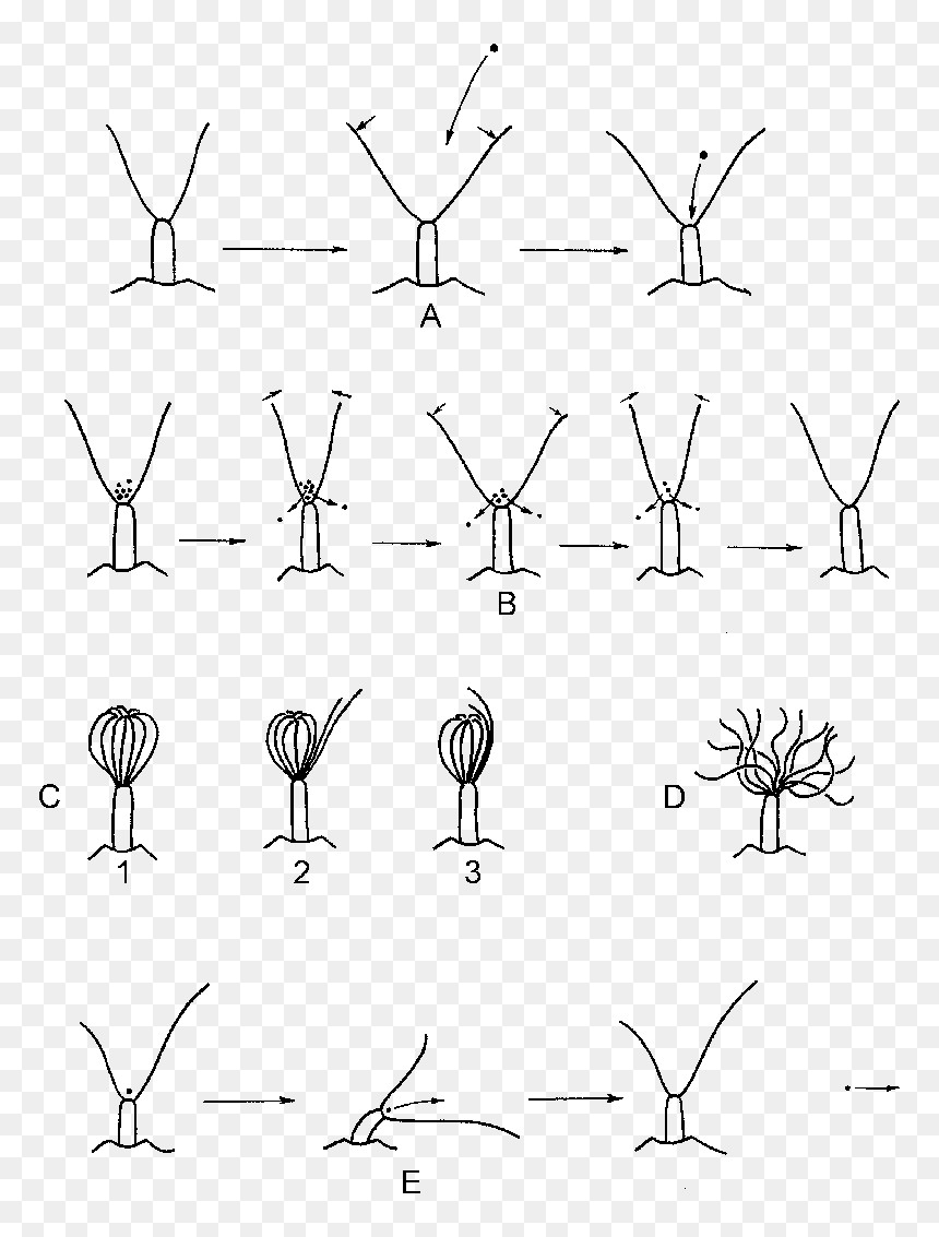 Drawing, HD Png Download - tentacle png